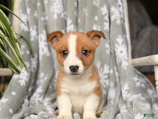 Welsh Corgi Pembroke dogs Carla - Ad 27