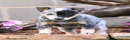 Australian Cattle Dog dogs for sale: Asher - Ad 8