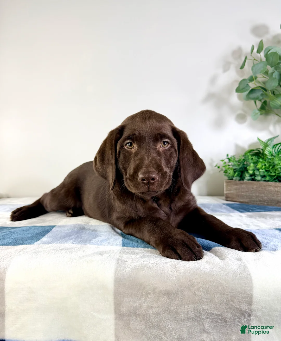Labrador Retriever dogs for sale: AKC Lainey - Ad 3