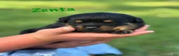 Rottweiler dogs for sale: Zenta w LONG TAIL  - Ad 3