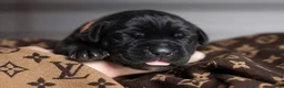 Cane Corso dogs for sale: Midnight Groove’s Ascension - Ad 3