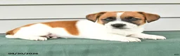 Jack Russell Terrier dogs for sale: Fitz - Ad 3
