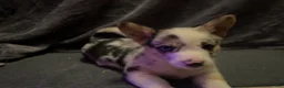 Mixed Breed dogs for sale: Bo - Ad 2