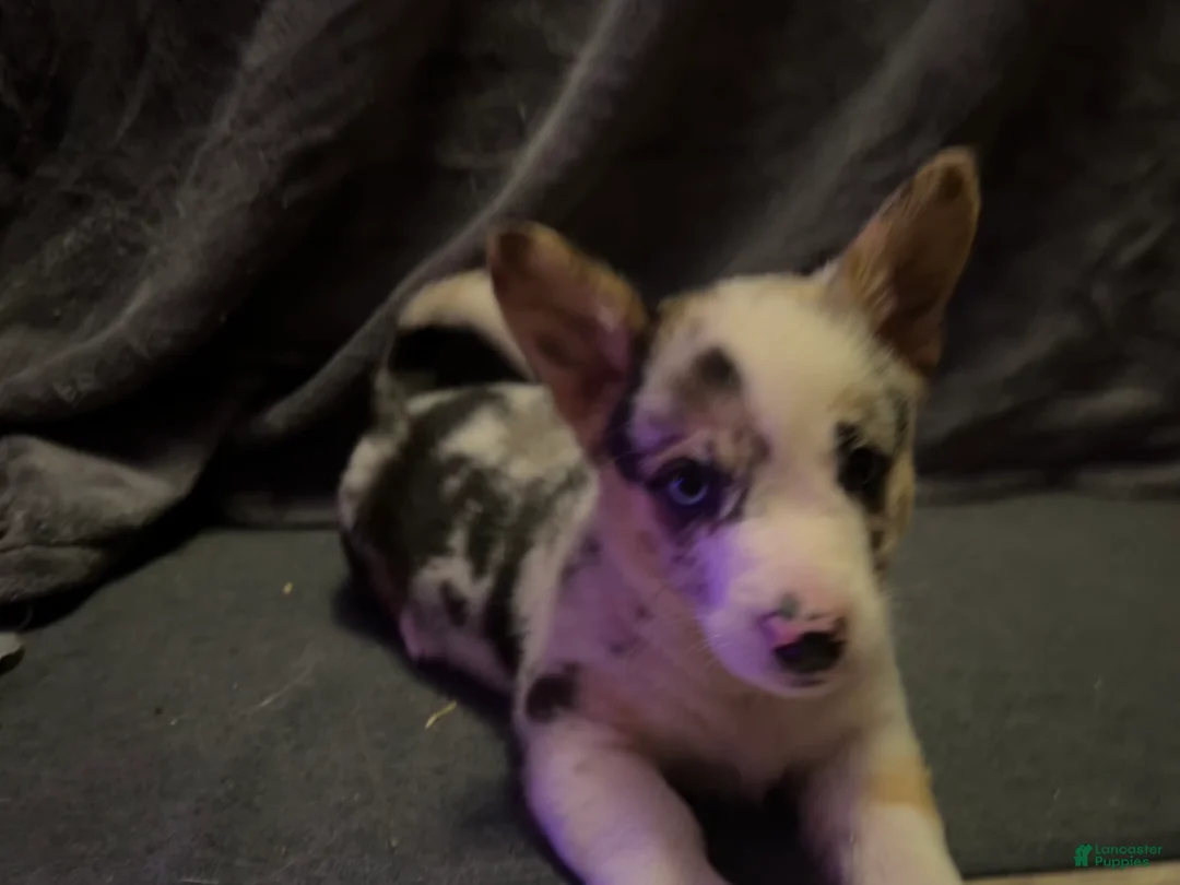 Mixed Breed dogs for sale: Bo - Ad 2