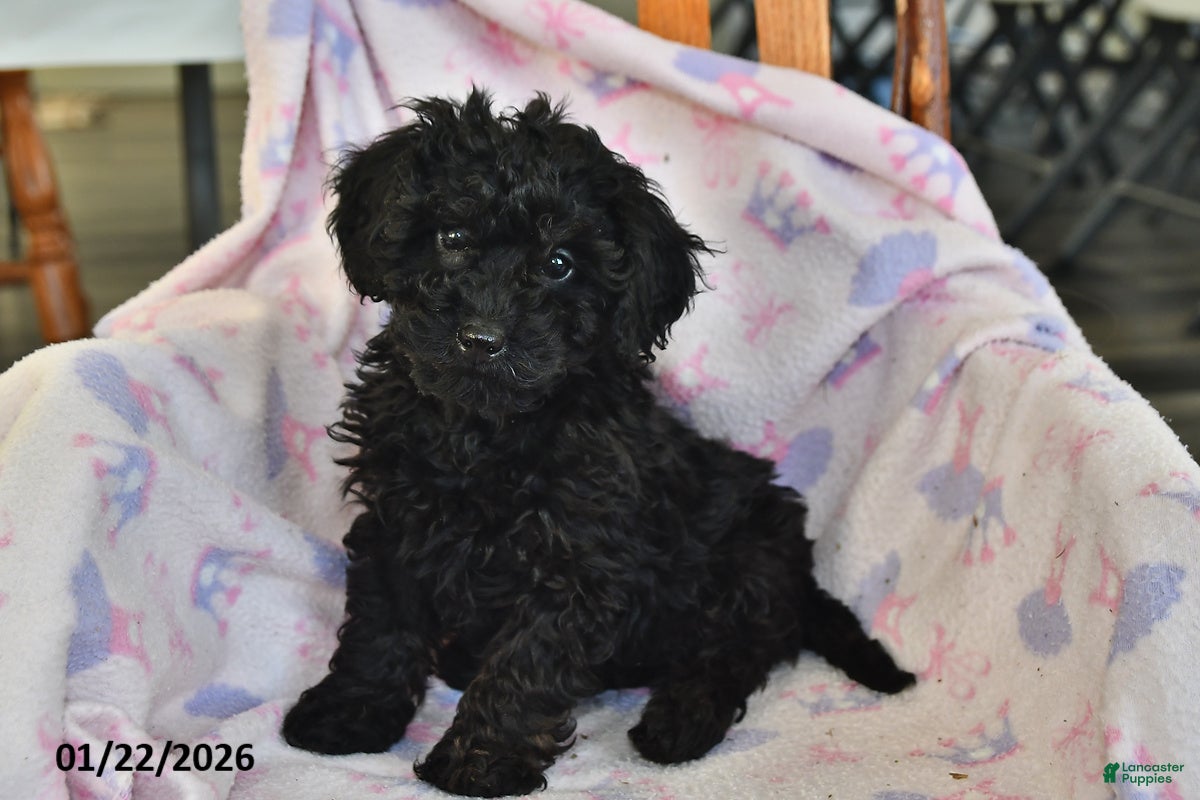 Miniature Poodle dogs Ace - Ad 41