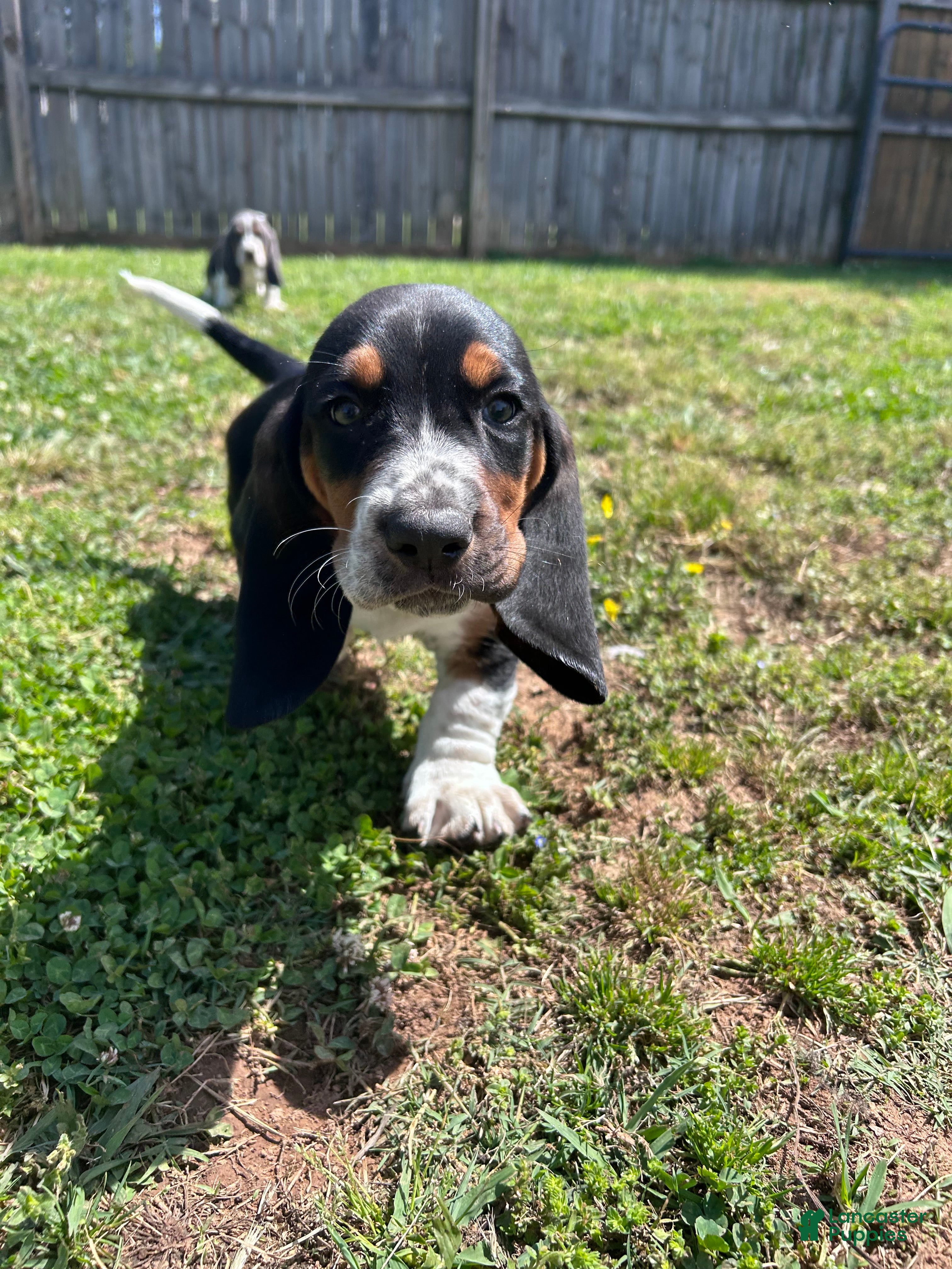 Basset Hound dogs Teddy - Ad 14