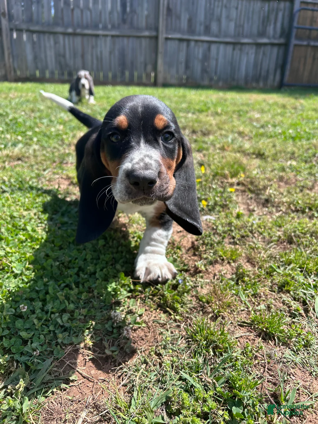 Basset Hound dogs for sale: Teddy - Ad 1