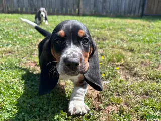Basset Hound dogs Teddy - Ad 27