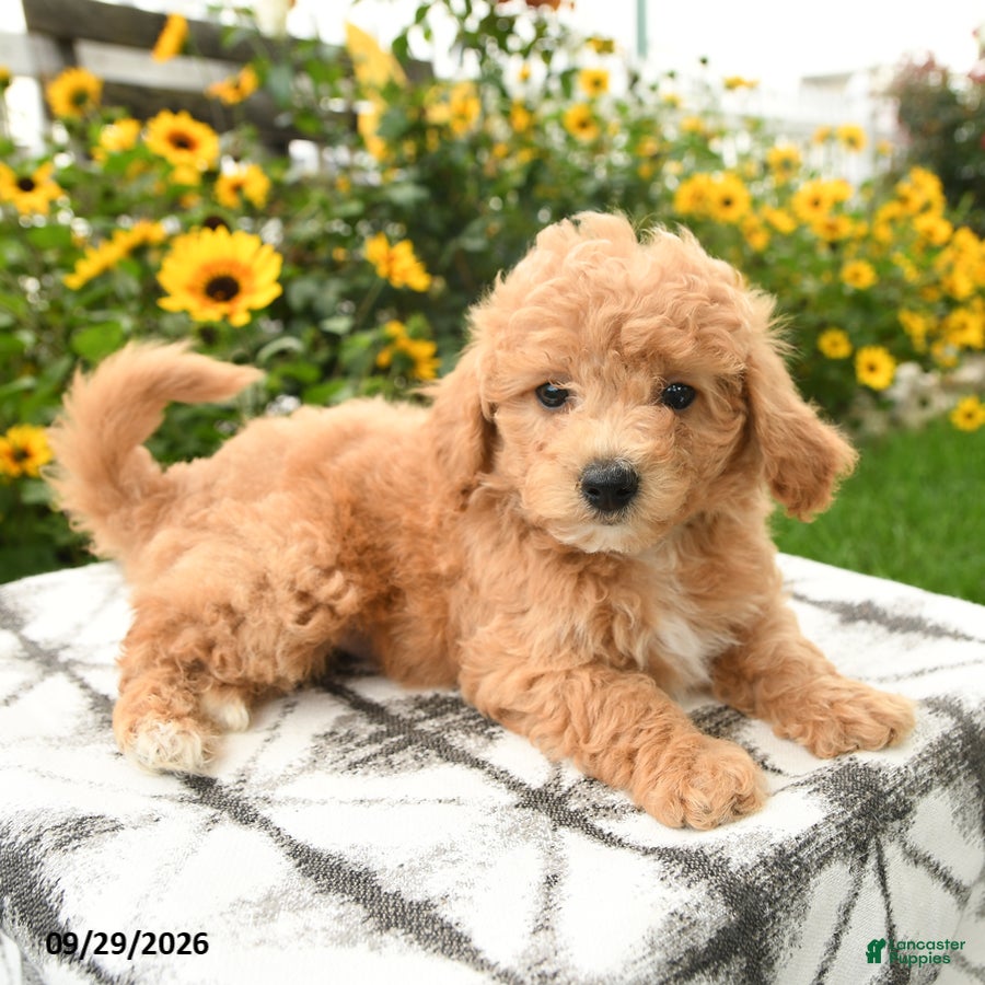 Bichpoo dogs Archie - Ad 1