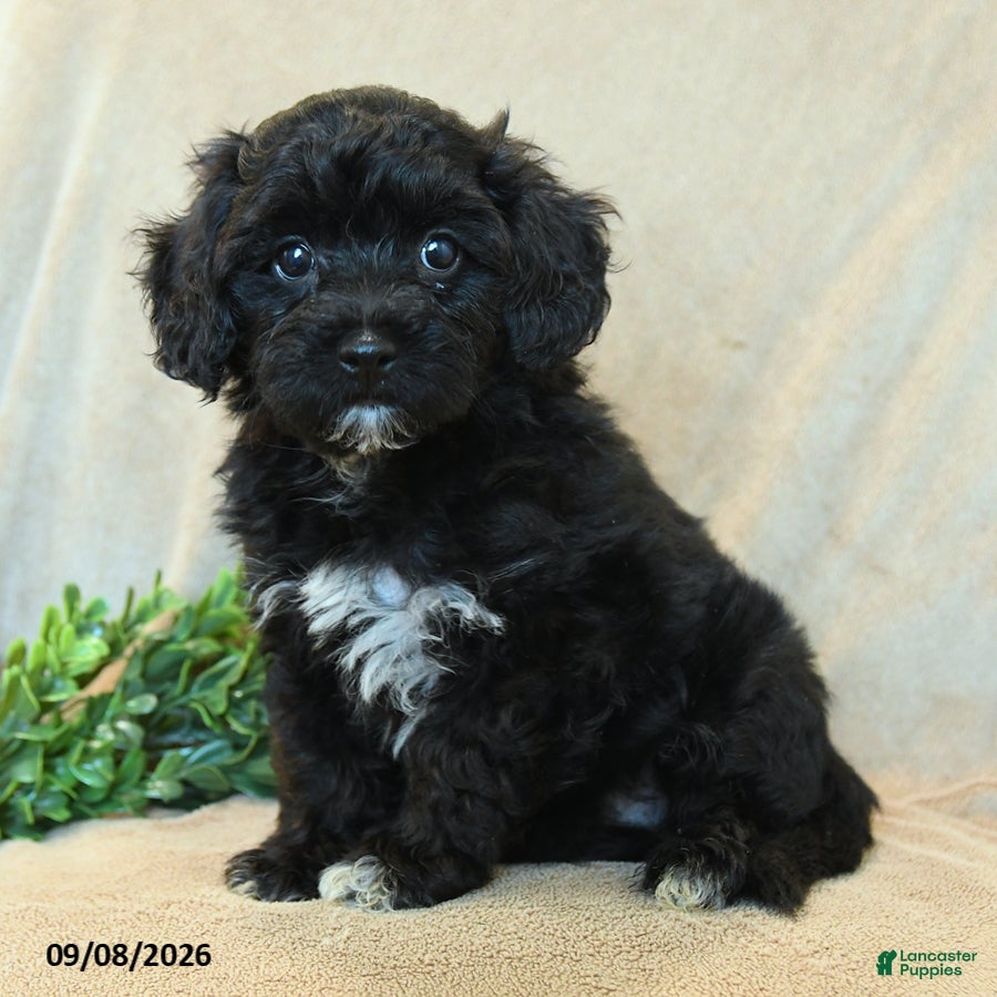Havapoo dogs Thumper - Ad 1