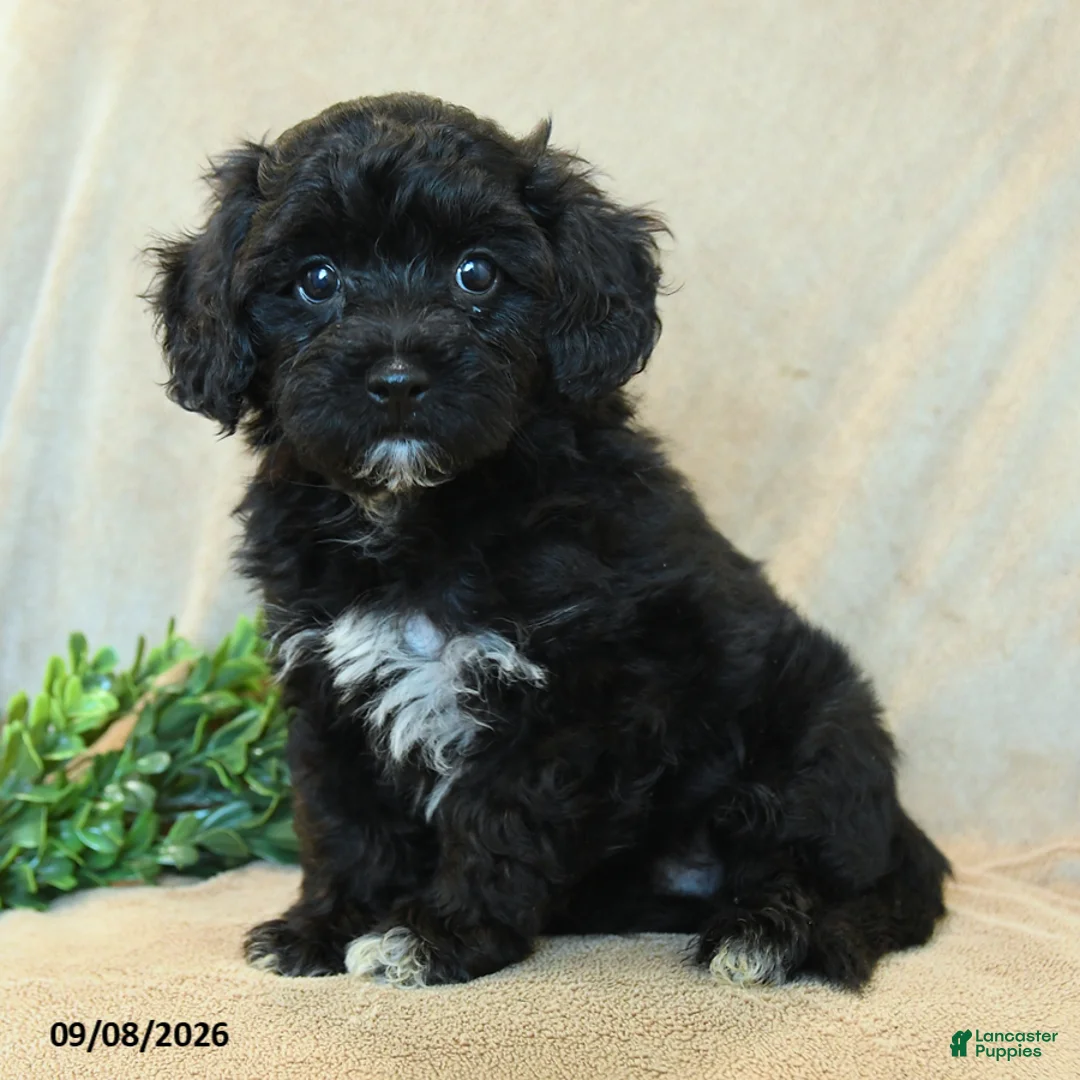 Havapoo dogs for sale: Thumper - Ad 1