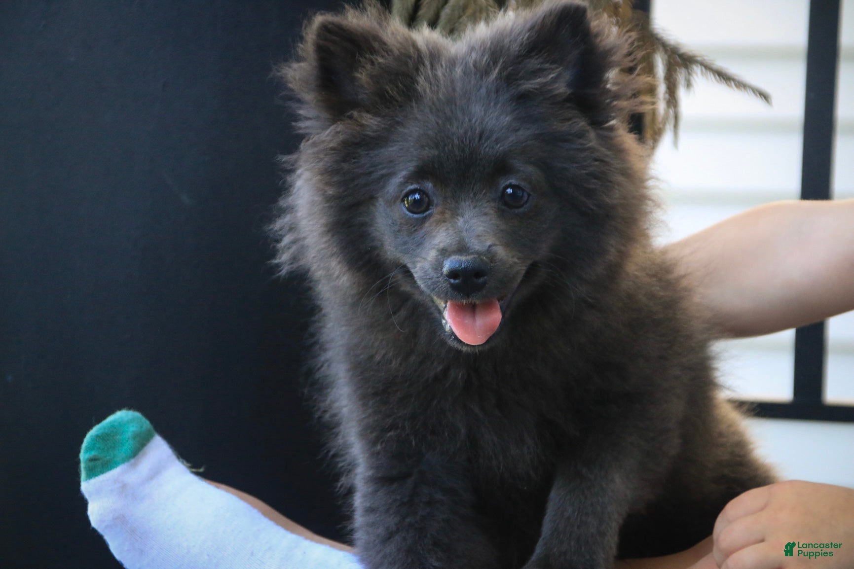 Pomeranian dogs Bluey Pomeranian  - Ad 1