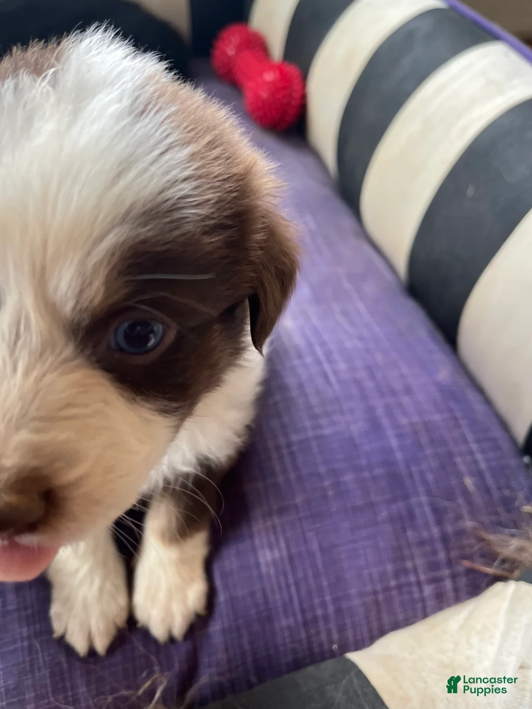 Australian Shepherd dogs for sale: Female Aussie 2  Red Tri  - Ad 2