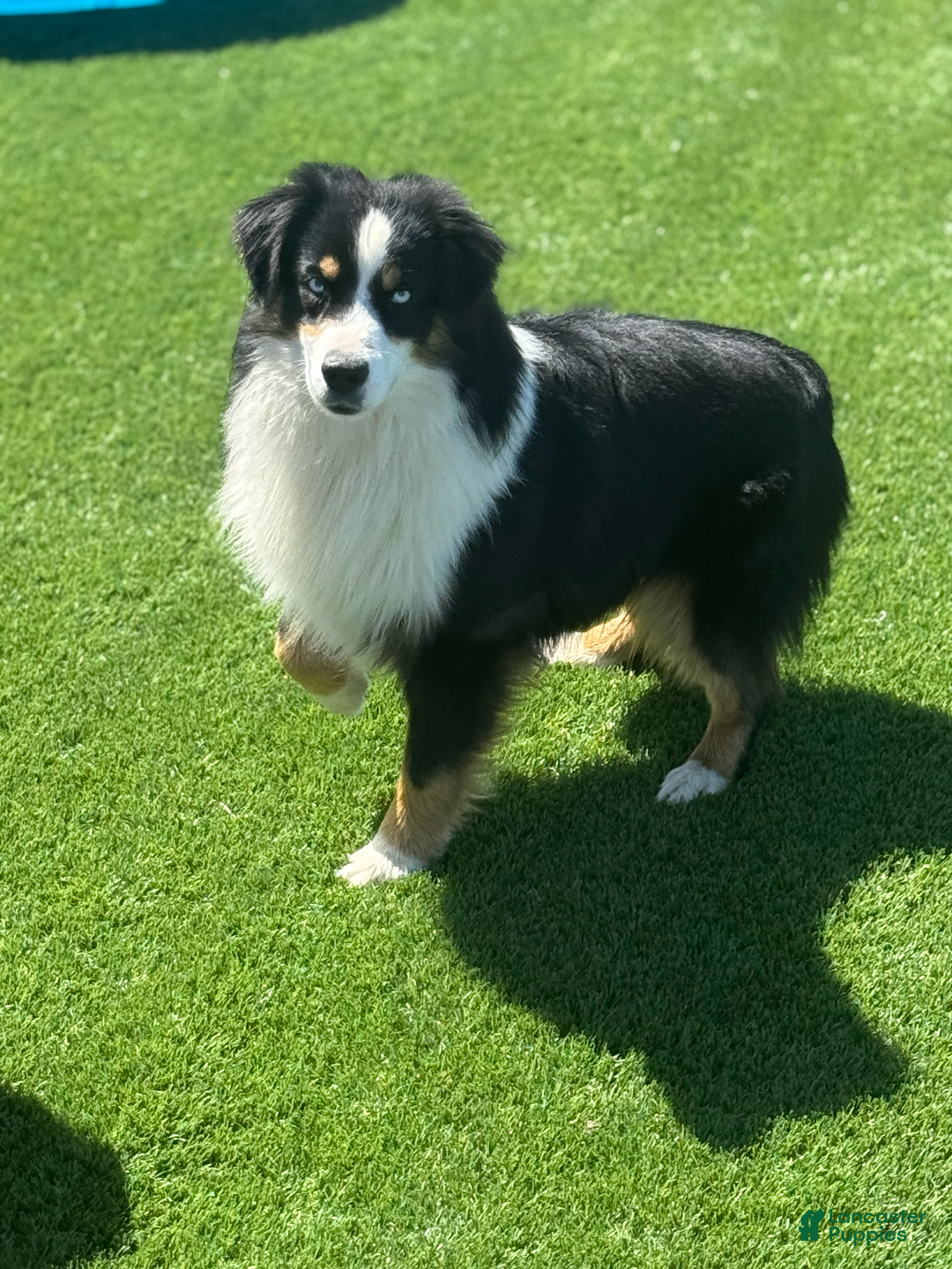 Miniature Australian Shepherd dogs for sale: Alex - Ad 4