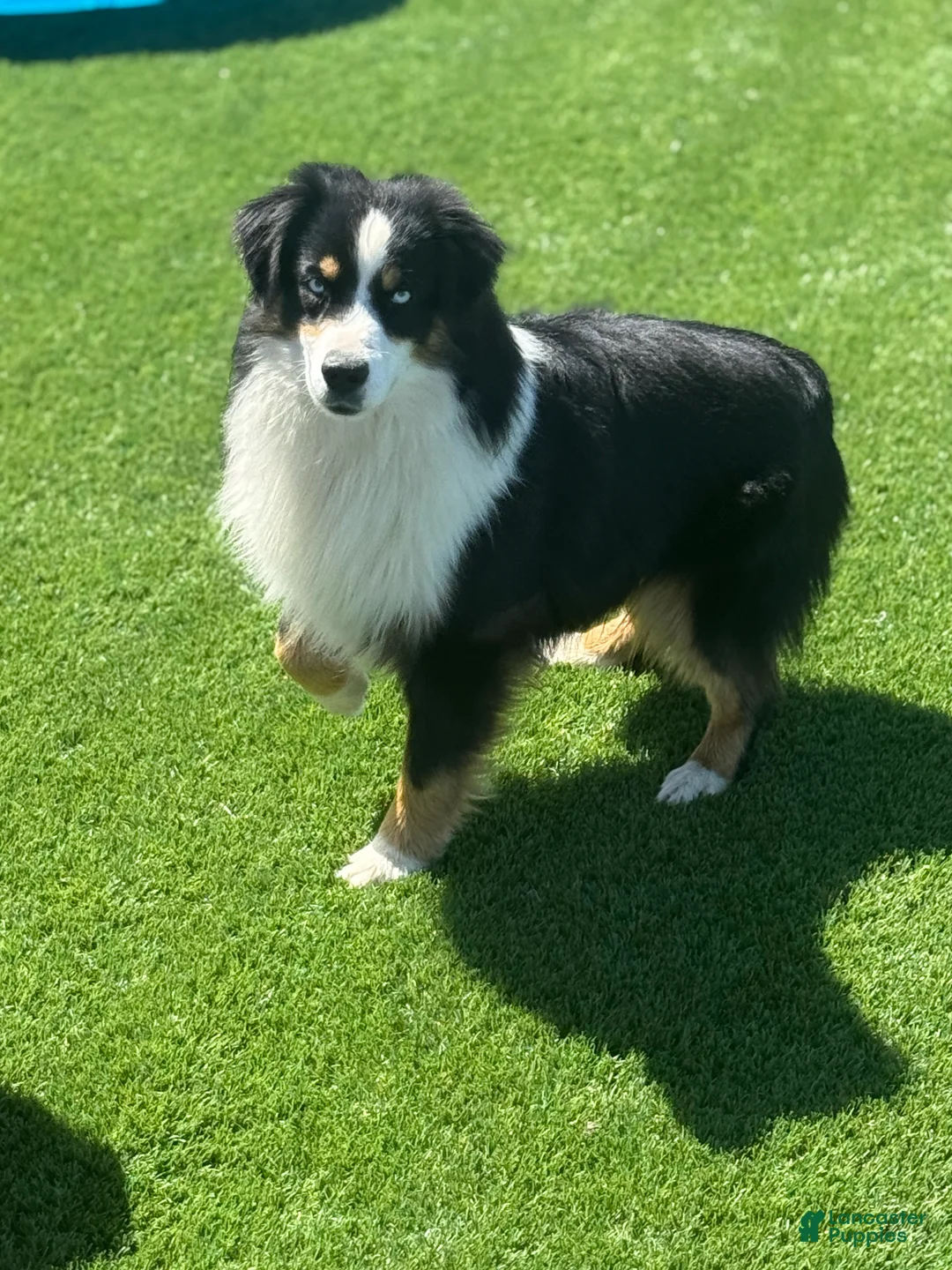 Miniature Australian Shepherd dogs for sale: Alex - Ad 4