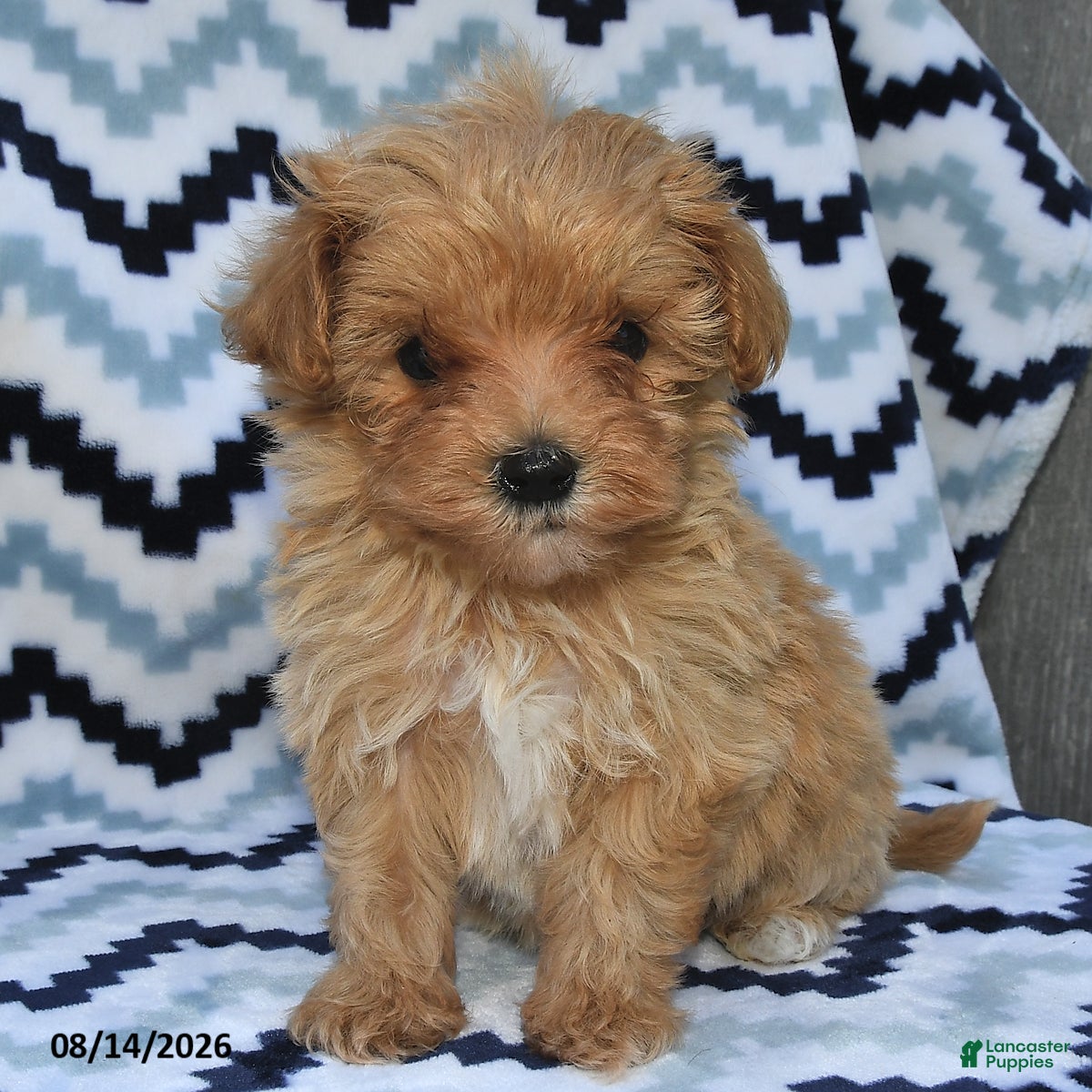 Maltipoo dogs Dasher - Ad 1