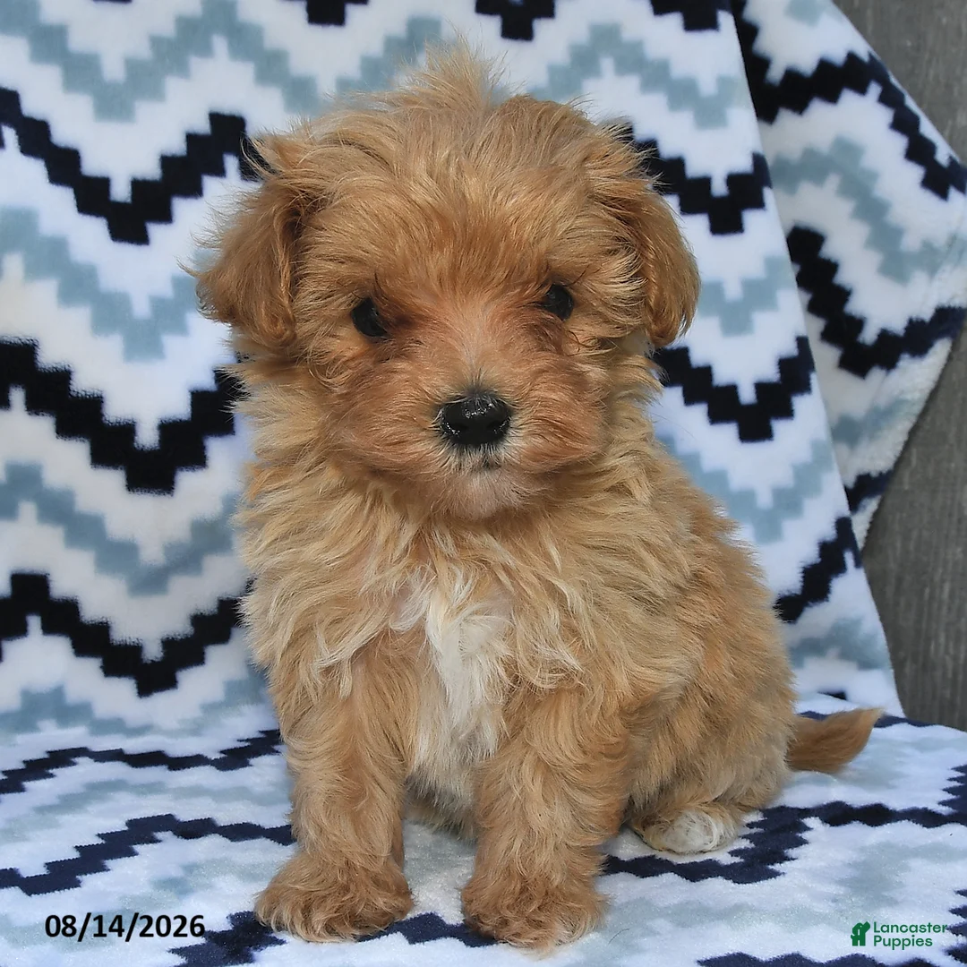 Maltipoo dogs for sale: Dasher - Ad 1