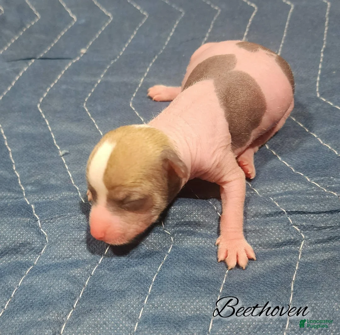 Mixed Breed dogs for sale: Beethoven - Ad 2
