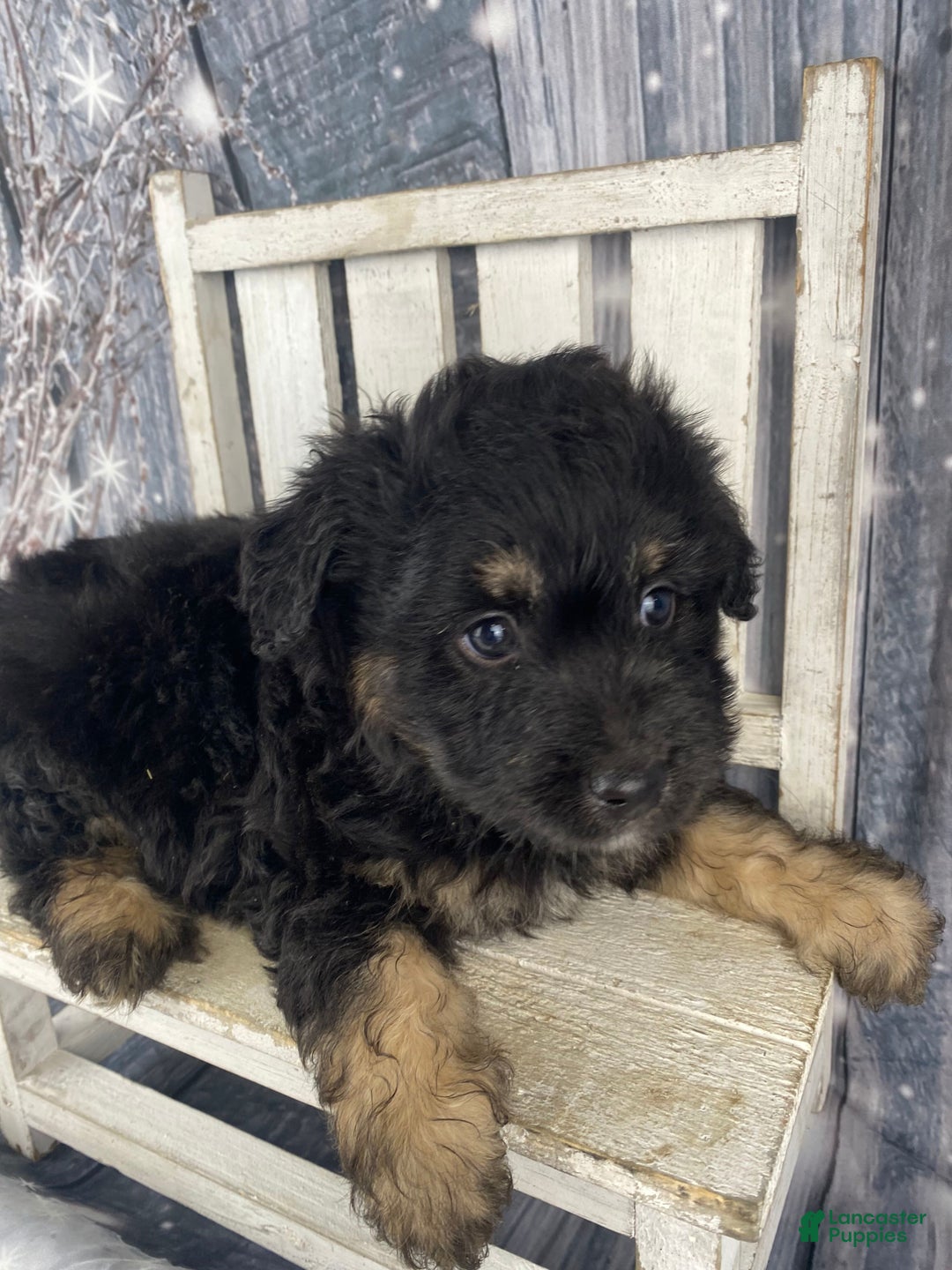 Mini Aussiedoodle dogs for sale: Ian - Ad 8
