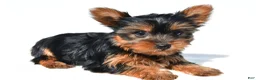 Yorkshire Terrier dogs for sale: Trisha - Ad 8