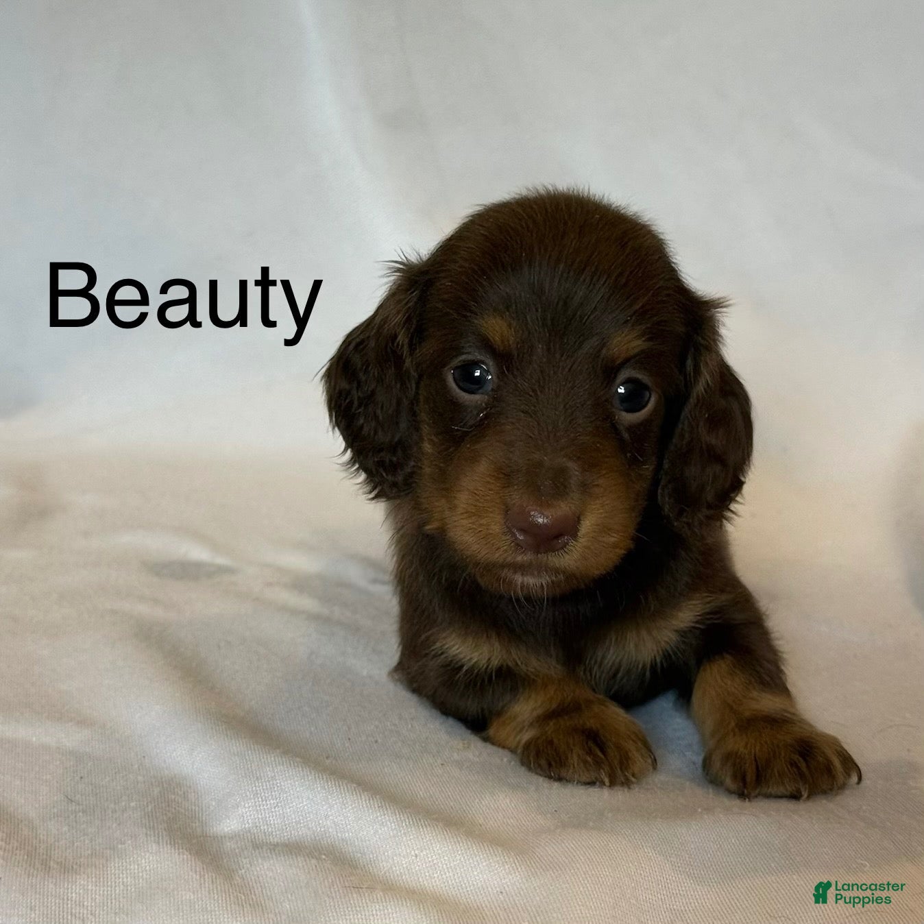 Miniature Dachshund dogs Beauty - Ad 1