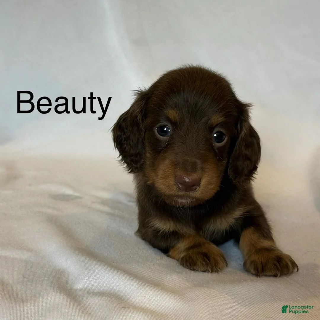 Miniature Dachshund dogs for sale: Beauty - Ad 1