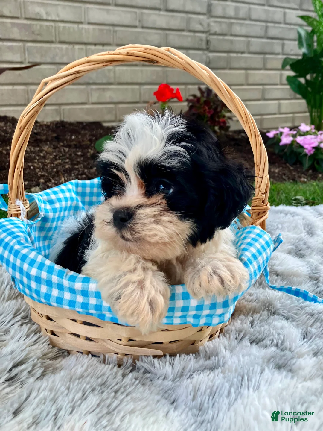 Teddy Bear dogs for sale: Charlie - Ad 14