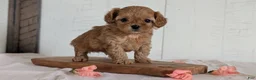Cavapoo dogs for sale: Rover - Ad 3