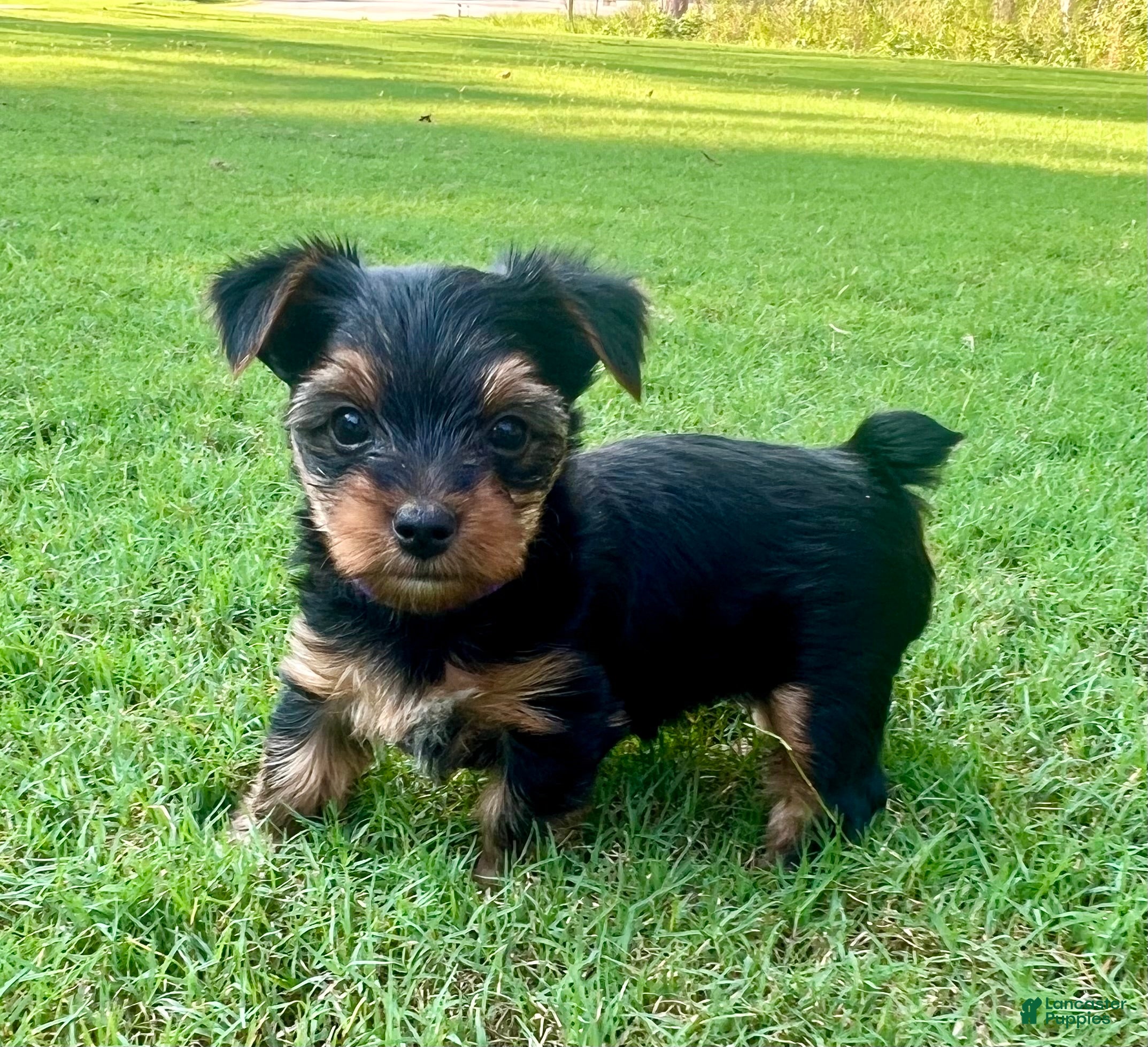 Yorkshire Terrier dogs Minnie  - Ad 32