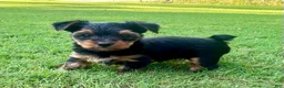 Yorkshire Terrier dogs for sale: Minnie  - Ad 1