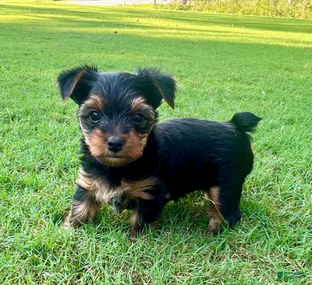 Yorkshire Terrier dogs for sale: Minnie  - Ad 1
