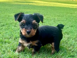 Yorkshire Terrier dogs Minnie - Ad 29