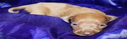 Dachshund dogs for sale: Nausica - Ad 5