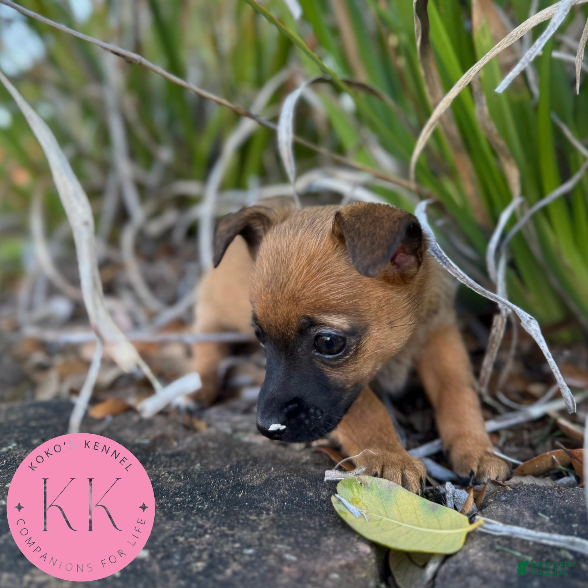 Chipoo dogs Rosemary - Ad 31