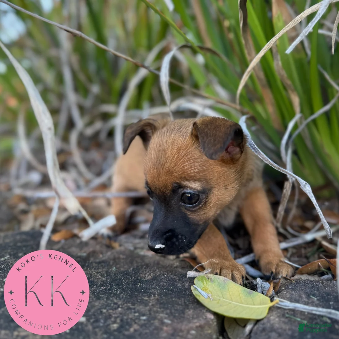 Chipoo dogs for sale: Rosemary - Ad 1