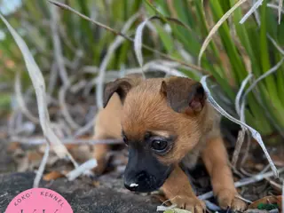 Chipoo dogs for sale: Rosemary - Ad 2