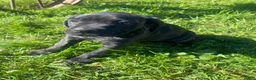 Cane Corso dogs for sale: Jewel - Ad 5