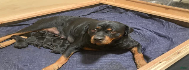 Kaetchen
