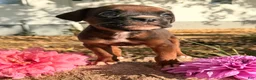 Boxer dogs for sale: Zeus Male AKC Boxer - Ad 5