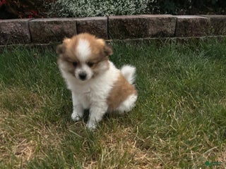 Pomeranian dogs - Ad 16