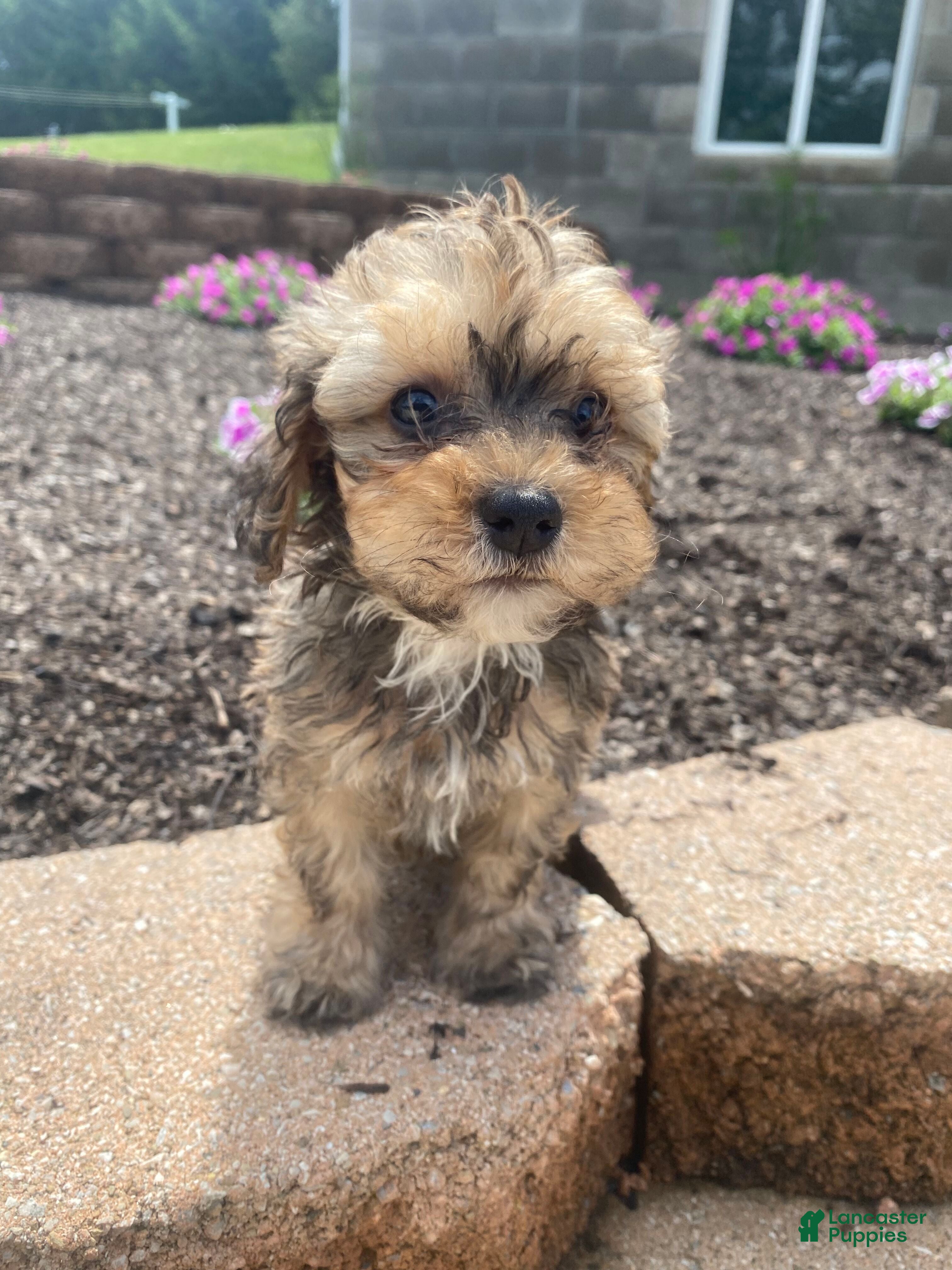 Cavapoo dogs Rusty - Ad 1
