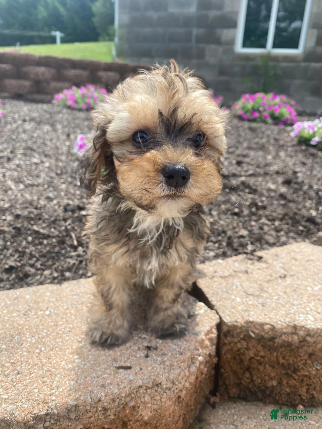 Cavapoo dogs for sale: Rusty - Ad 1
