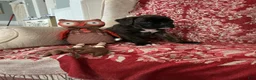 Boxer dogs for sale: Colonia - Ad 5