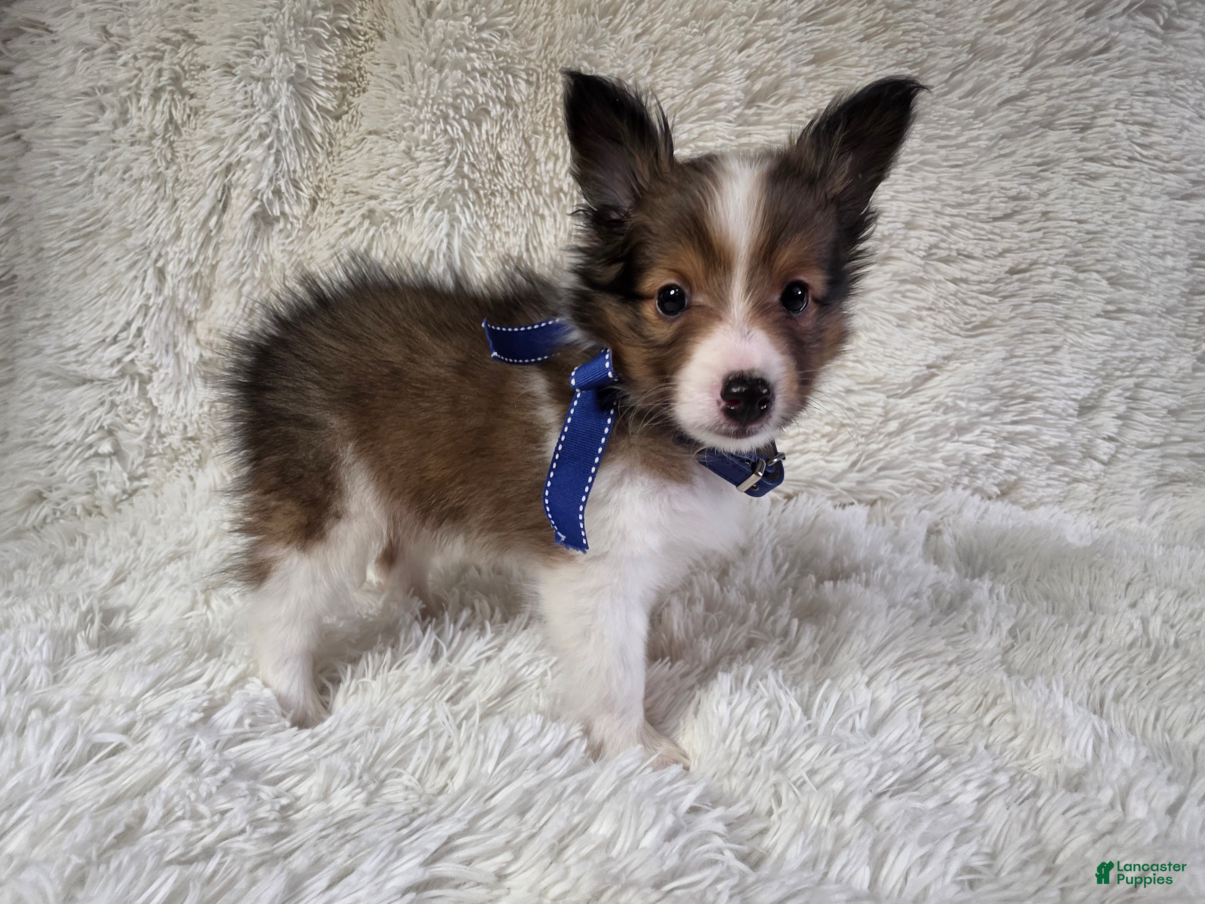 Shetland Sheepdog dogs Maverick - Ad 2