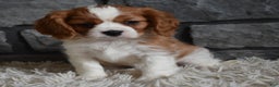Cavalier King Charles Spaniel dogs for sale: Rocky - Ad 3