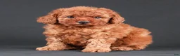Toy Poodle dogs for sale: Caspian - Ad 20