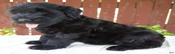 Giant Schnauzer dogs for sale: Trey - Ad 3