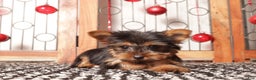 Yorkshire Terrier dogs for sale: Remy Tea Cup  - Ad 2
