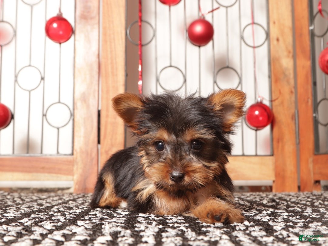 Yorkshire Terrier dogs for sale: Remy Tea Cup  - Ad 2