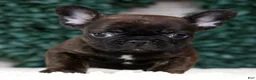 French Bulldog dogs for sale: Hitch - Ad 6